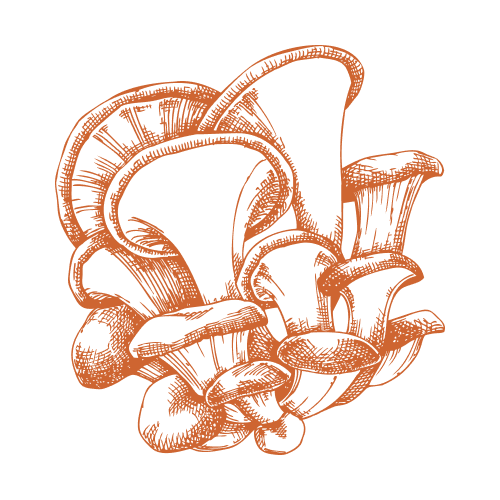 Cogumelo ostra-amarelo