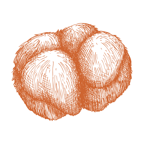 Cogumelo juba de leão