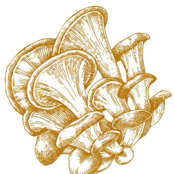 Apoio natural único para fortalecer o corpo e a mente