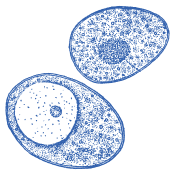 Uma escolha de qualidade para cada dia