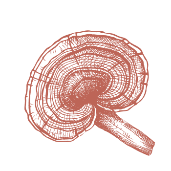 Regresso à tradição