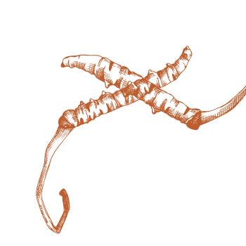 Cuide do seu corpo com a força dos cogumelos